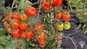 Learn seed saving, planting, harvesting and processing into vinegar, dried and fermented foods.