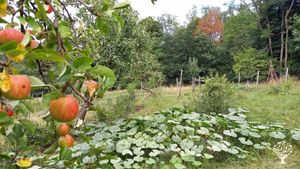 food forest garden in late summer