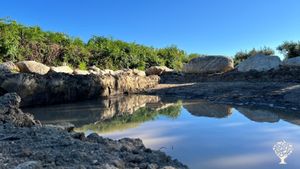Rewilding ~ Remembering ~ Regenerating our Sanctuaries of Sovereignty
