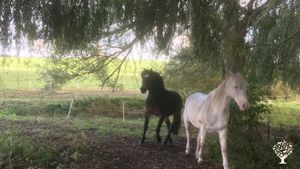 Eco Lodge/Wilderness Adventures, Eco Retreat, Horse Ranch, Yoga 🧘‍♀️, Orchard