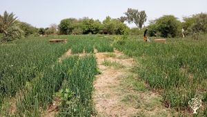 Ferme de production maraîchère et production avicole