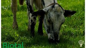 Bio-Bauernhof-Hofgemeinschaft mit vielen Tieren, Ackerbau & Direktvermarktung