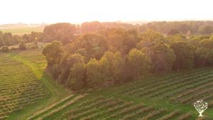 Certified family farm growing 7000 sea buckthorn bushes, rhubarb and asparagus with organic methods.