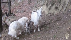 Piccola fattoria