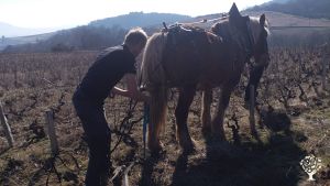 Petit domaine en Beaujolais travaillé au cheval