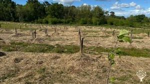 Arboriculture et apiculture bio en Nord Gironde