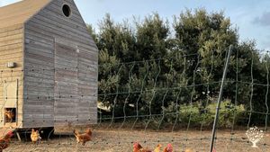 We are a organic certified and regenerative farm located in beautiful Menorca.