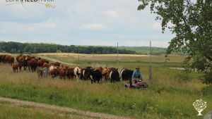 Hosting For Sept, Oct & Nov. Family Farm. Cattle + hens + pigs