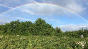 Regenbogen über unserem Rosenfeld