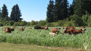 320-acre Certified Organic farm located in Western Willamette Valley