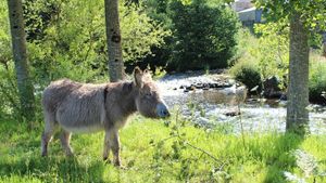 Ferme biologique dans le Trégor (Bretagne)