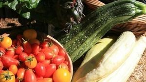 Diverse off grid homestead, orchards, gardens & wildlife sanctuary in Mendocino County, CA.