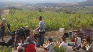 Vendanges 2018