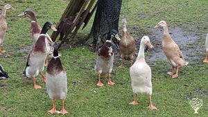 Bauernhof im Spreewald