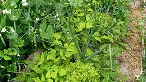 Microferme en maraîchage sur sol vivant et élevage régénératif, Ecovillage Demain en main (Bretagne)