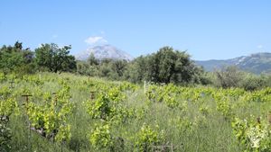 Natural farming estate in Euboea, Greece, making Natural  Amber Wine and Unfiltered EV Olive Oil