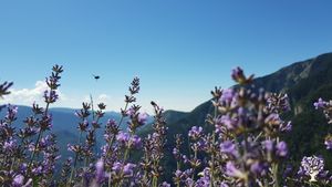 Ânes, abeilles, plantes et autonomie