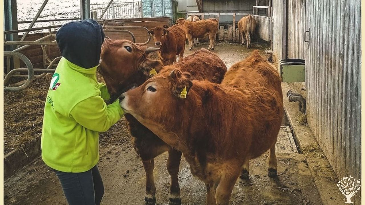 Organic Farm with beef, crops, fruit trees and hazlenut - WWOOF ...