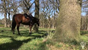 Startende regeneratieve boerderij naast het bos waar we werken met dieren, voedsel en natuurherstel.