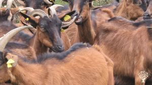 On our farm in Obod near Mojkovac, we keep 36 goats and produce traditional homemade goat cheese.
