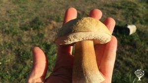 Shroomies!