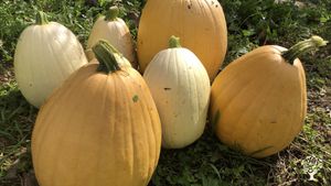 Educational Centre, Agritourism Destination, Homestead, Farm, Family farm, Diversified farm