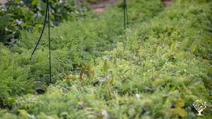 We are an organic-regenerative farm in the south of Chile!