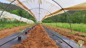 Producción agroecológica de verduras(2hectareas)masia catalana con muchos terreno y bosque cerca,
