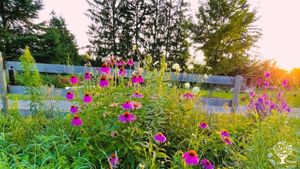 We have a lot of perennial wildflower gardens, we harvest chamomile and bergamot for tea