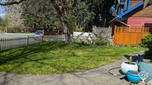 Front yard under walnut tree to get native plant garden