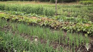 Family farm near Göteborg with market garden and strawbale house. Learn gardening & natural building