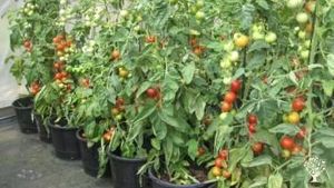 TOMATO VINES