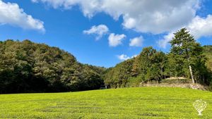 <JN131>친환경 유기농 한국 전통 차 / Eco-friendly Organic Korean Traditional Tea