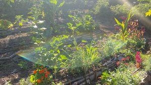 Jardin permaculture
