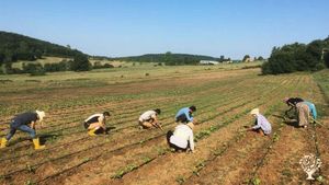 Smallholding, Family farm