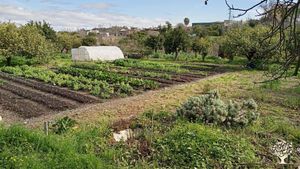 Huerta agroecológica de venta de fruta y verdura de temporada