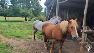 Traction animale, forêt jardin et permaculture