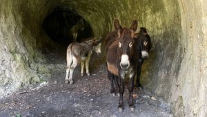 Esel- und Ziegenhof Fränkische Schweiz