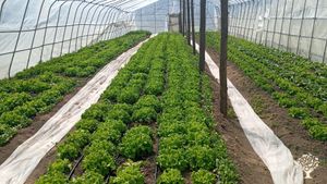 Somos una familia agrícola, dedicada a la agricultura y la ganadería en la localidad de Cochrane