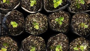 Native plant nursery and community gardening in Patagonia