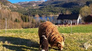 Idyllic homestead with sheep in middle of norwegian wilderness based on sustainable values