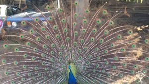 Family smallholding making Touchwood Cider