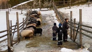Sheep (old norse breed) and horses