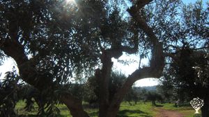 Old farm with 30he of mediterranean trees - living sustainable LAB