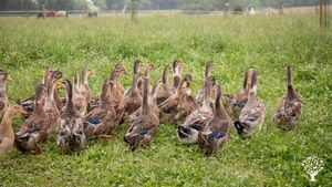 Microferme de canards et fruits bio