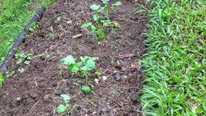 Barranquitas Puerto Rico