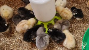 Organic Orchard, busy with establishing permaculture to get a healthy balance on our land