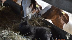 Vielfältiger Hof mit Hühnern, Ziegen, Gänsen, Rindern, Permakultur, Verarbeitung, Vermarktung