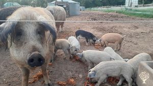 Ferme agroécologique: maraichage bio et élevage (cochons, moutons et poules).