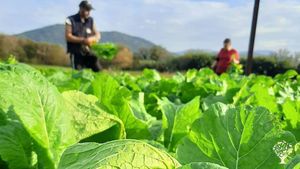 O Alcouve da Moura somos una cooperativa de trabajo asociado situada en el suroeste de Galicia.